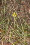 Savannah milkweed